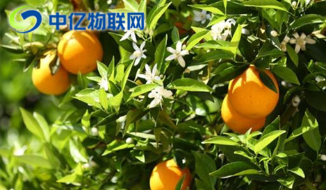 智能榨汁機(jī)物聯(lián)網(wǎng)卡優(yōu)勢在哪？為什么這么方便？